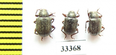 Chrysomelidae sp.  Iran, Lorestan prov. - INSECTS-STORE.RU