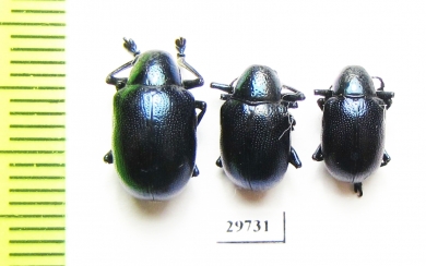Chrysomelidae sp.  Laos - INSECTS-STORE.RU