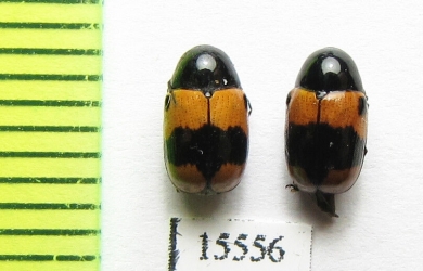 Chrysomelidae sp.  Laos - INSECTS-STORE.RU