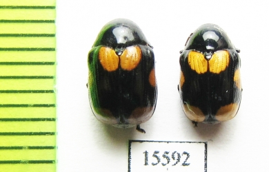 Chrysomelidae sp.  Laos - INSECTS-STORE.RU