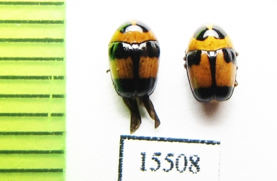 Chrysomelidae sp.  Laos - INSECTS-STORE.RU