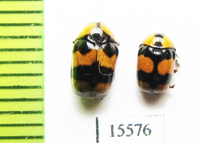 Chrysomelidae sp.  Laos - INSECTS-STORE.RU