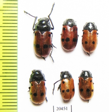 Chrysomelidae sp.  Morocco - INSECTS-STORE.RU