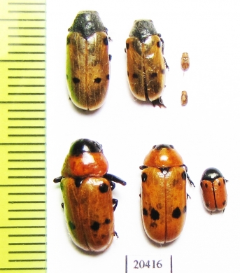 Chrysomelidae sp.  Morocco - INSECTS-STORE.RU