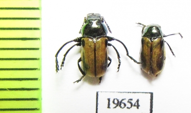 Chrysomelidae sp., pair  Tajikistan - INSECTS-STORE.RU