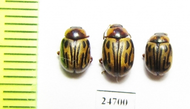 Chrysomelidae sp.  Pakistan - INSECTS-STORE.RU