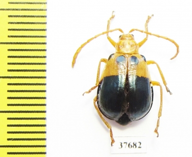 Chrysomelidae sp.  Peru - INSECTS-STORE.RU