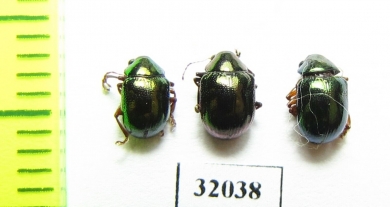 Chrysomelidae sp.  Peru - INSECTS-STORE.RU