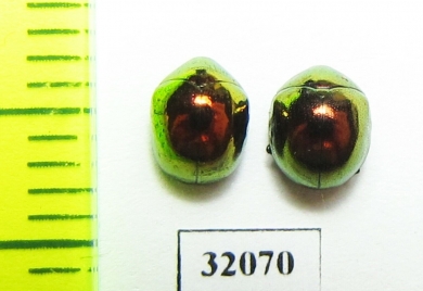 Chrysomelidae sp.  Peru - INSECTS-STORE.RU