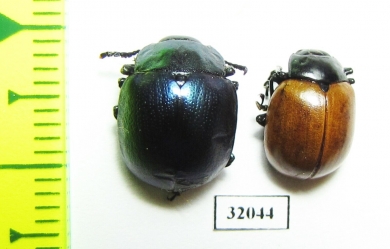 Chrysomelidae sp.  Peru - INSECTS-STORE.RU