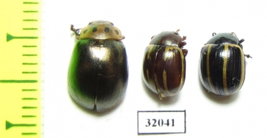 Chrysomelidae sp.  Peru - INSECTS-STORE.RU