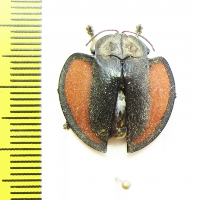Chrysomelidae sp.  Peru - INSECTS-STORE.RU