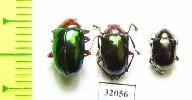 Chrysomelidae sp.  Peru - INSECTS-STORE.RU