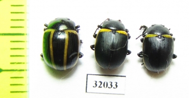 Chrysomelidae sp.  Peru - INSECTS-STORE.RU