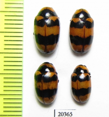 Chrysomelidae sp.  Thailand - INSECTS-STORE.RU