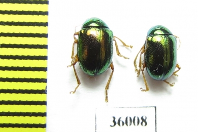 Chrysomelidae sp.  Thailand - INSECTS-STORE.RU