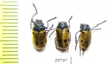 Chrysomelidae sp.  Tunis - INSECTS-STORE.RU