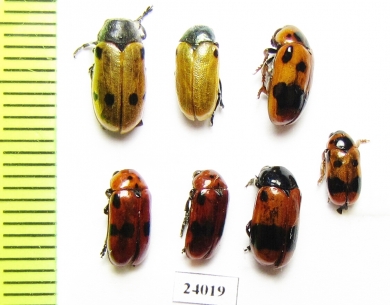 Chrysomelidae sp.  Turkey - INSECTS-STORE.RU