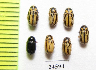 Chrysomelidae sp.  Russia, Belgorod reg. - INSECTS-STORE.RU