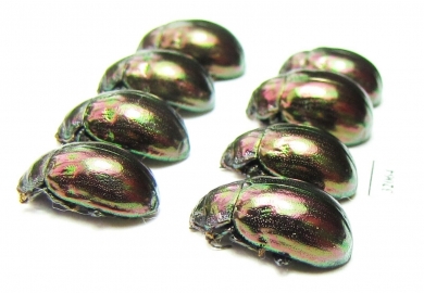 Chrysomelidae sp.  Russia, Tuva reg. - INSECTS-STORE.RU