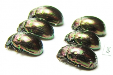 Chrysomelidae sp.  Russia, Tuva reg. - INSECTS-STORE.RU