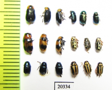 Chrysomelidae sp.  Russia, Far East - INSECTS-STORE.RU