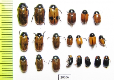 Chrysomelidae sp.  Russia, Far East - INSECTS-STORE.RU