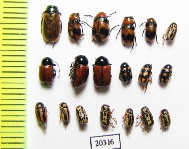 Chrysomelidae sp.  Russia, Far East - INSECTS-STORE.RU