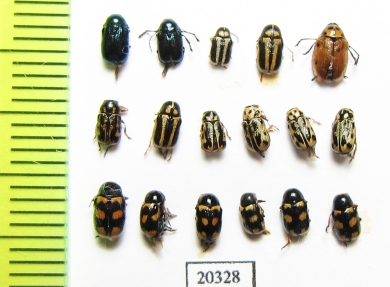 Chrysomelidae sp.  Russia, Far East - INSECTS-STORE.RU