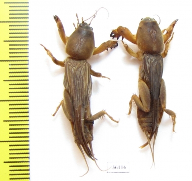 Gryllotalpidae sp.  Thailand - INSECTS-STORE.RU