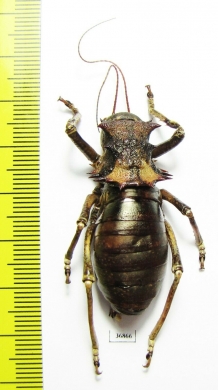 Acanthoproctus sp.  Zambia - INSECTS-STORE.RU