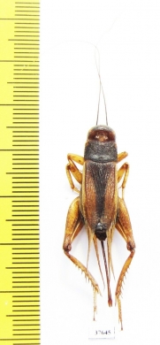 Orthoptera sp.  Honduras - INSECTS-STORE.RU