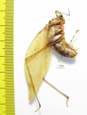Orthoptera sp.  Honduras - INSECTS-STORE.RU