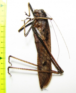 Orthoptera sp.  Malaysia, Borneo - INSECTS-STORE.RU