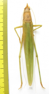 Orthoptera sp.  Malaysia, Borneo - INSECTS-STORE.RU