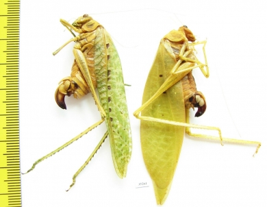 Orthoptera sp.  Malaysia, Borneo - INSECTS-STORE.RU