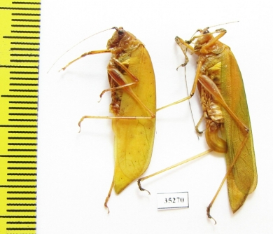 Orthoptera sp.  Malaysia, Borneo - INSECTS-STORE.RU