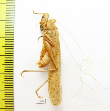 Orthoptera sp.  Malaysia, Borneo - INSECTS-STORE.RU