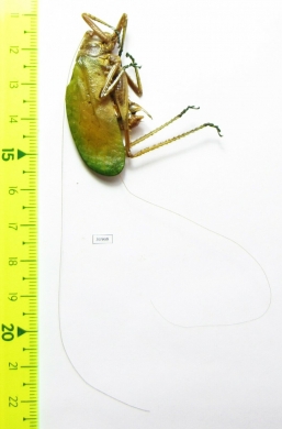 Orthoptera sp.  Panama - INSECTS-STORE.RU