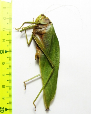 Orthoptera sp.  Panama - INSECTS-STORE.RU