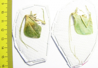 Orthoptera sp.  Peru - INSECTS-STORE.RU