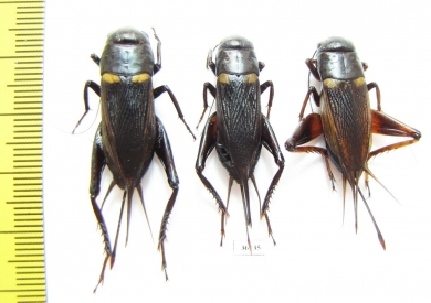 Orthoptera sp.  Thailand - INSECTS-STORE.RU