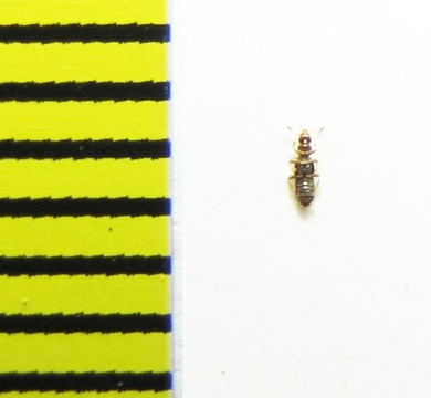 Bibloplectus ambiguus  Belorussia - INSECTS-STORE.RU