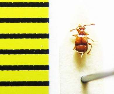 Brachygluta haematica  Belorussia - INSECTS-STORE.RU