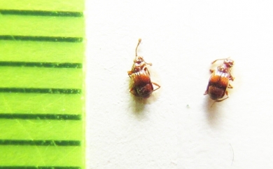 Brachygluta nodosa  Russia, Crimea reg. - INSECTS-STORE.RU