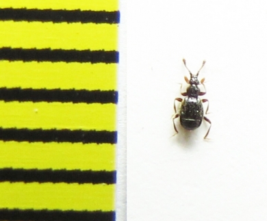 Bryaxis bulbifer  Belorussia - INSECTS-STORE.RU