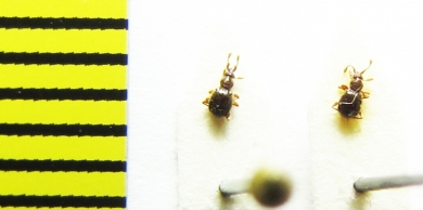 Bryaxis curtisii  Ukraina - INSECTS-STORE.RU