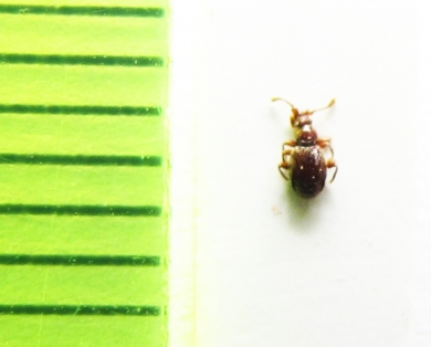 Bryaxis lederi  Russia, Krasnodar reg. - INSECTS-STORE.RU