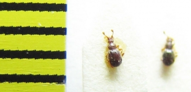 Bryaxis-puncticollis-Belorussia - INSECTS-STORE.RU