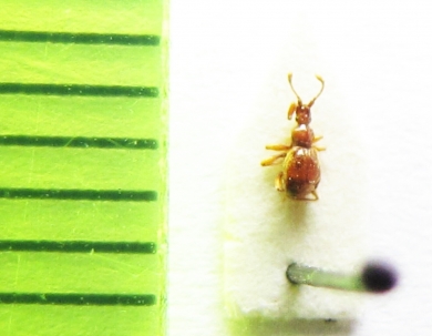 Bryaxis reiiteri  Russia, Crimea reg. - INSECTS-STORE.RU